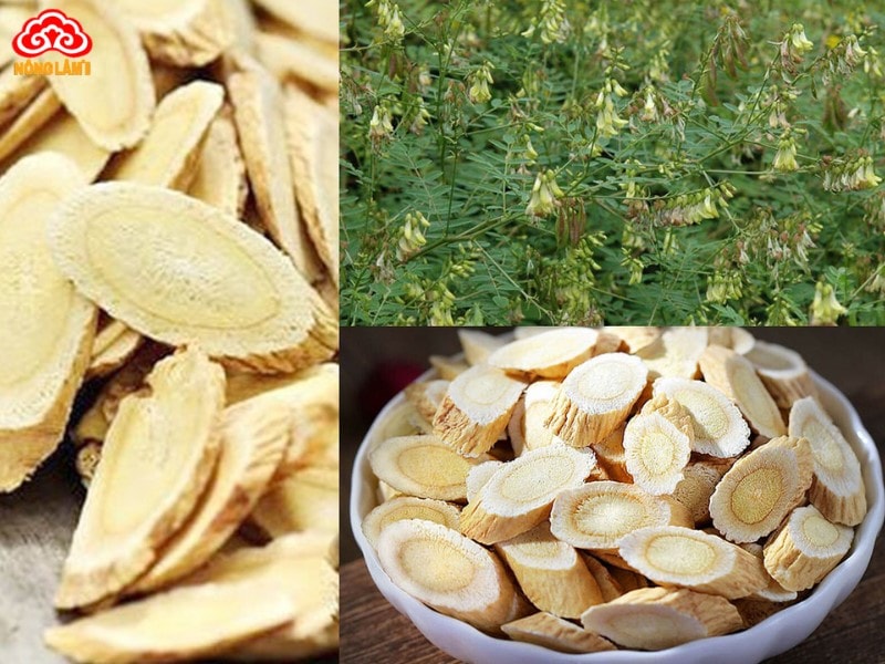 Top 9+ Thảo Dược Tốt Cho Người Già &Amp; Lưu Ý Sử Dụng 23 Hoàng kỳ