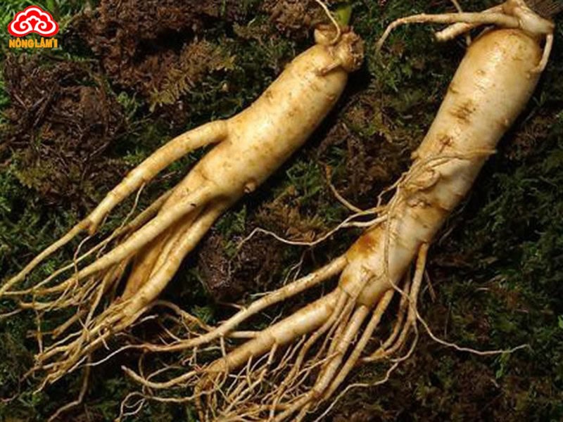 Top 9+ Thảo Dược Tốt Cho Người Già &Amp; Lưu Ý Sử Dụng 17 Nhân sâm