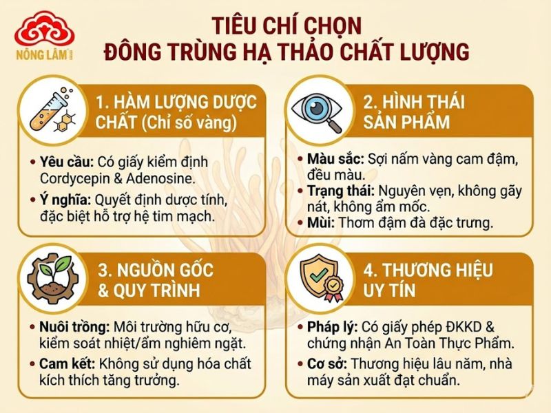 Tác Dụng Của Đông Trùng Hạ Thảo Với Hệ Tim Mạch 10 Tiêu chí chọn đông trùng hạ thảo chất lượng