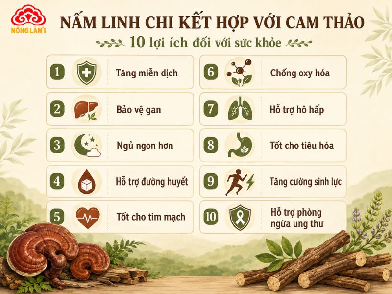 Lợi ích khi kết hợp nấm linh chi và cam thảo