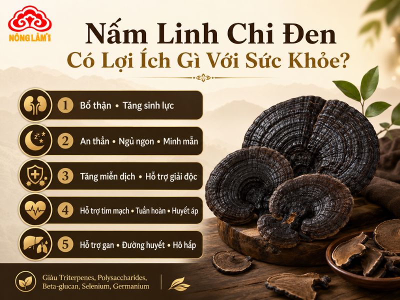 Nấm Linh Chi Đen: Đặc Điểm, Công Dụng, Cách Dùng &Amp; Báo Giá 9 Lợi ích của nấm linh chi đen với sức khỏe