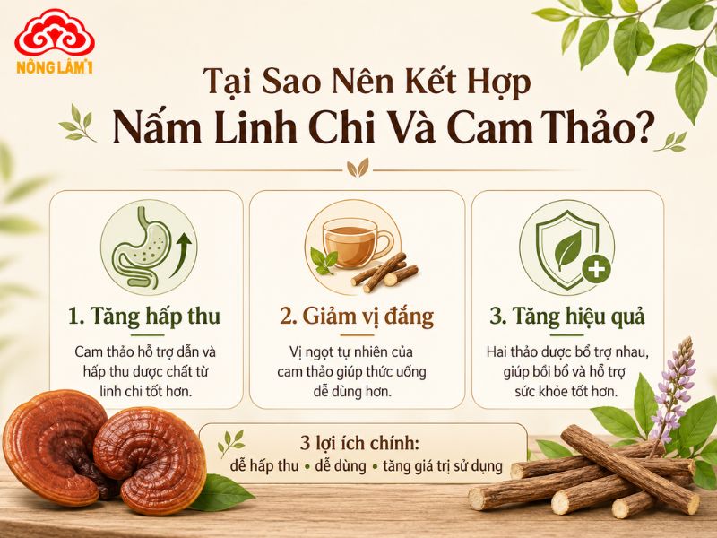 Lý do nấm linh chi kết hợp tốt với cam thảo