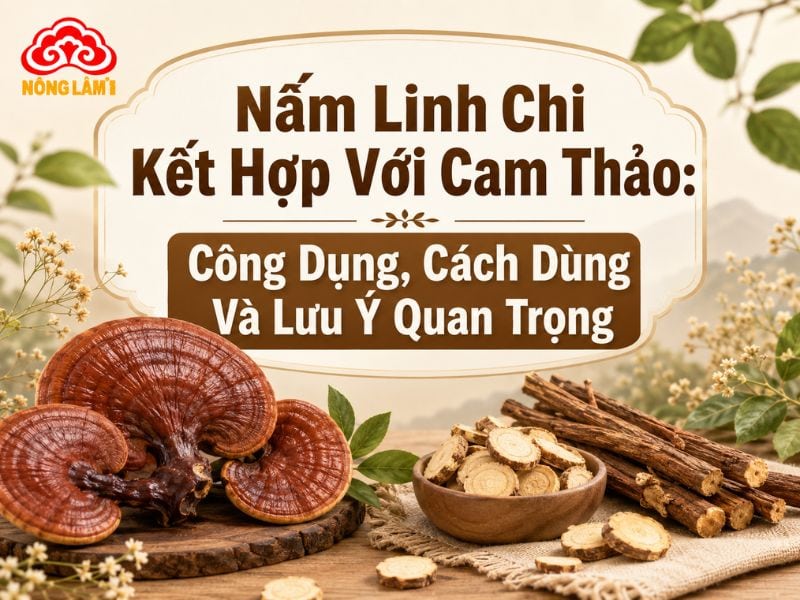 Nấm linh chi kết hợp cam thảo