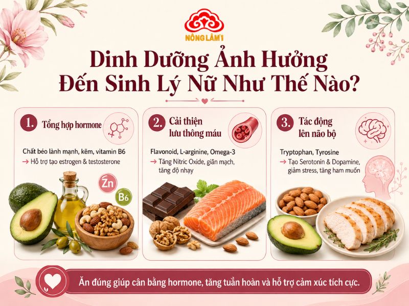 Cơ chế tác động của dinh dưỡng lên sức khỏe sinh lý nữ