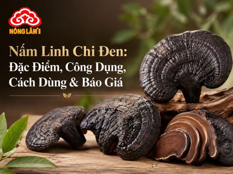 Nấm Linh Chi Đen: Đặc Điểm, Công Dụng, Cách Dùng &Amp; Báo Giá 7 Tìm hiểu nấm linh chi đen