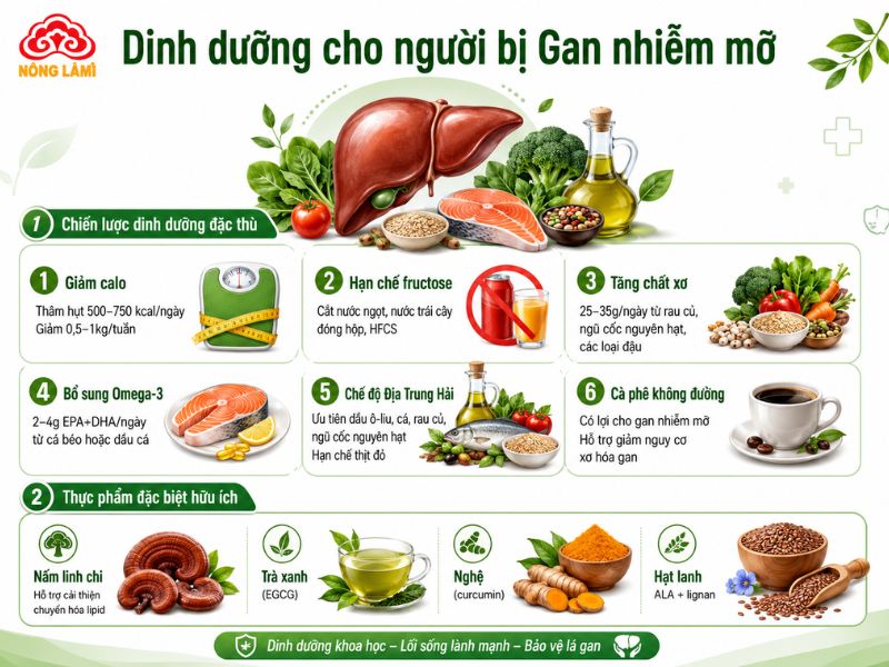Người Bệnh Gan Nên Ăn Gì, Kiêng Gì Nhanh Hồi Phục, Giải Độc Gan 12 Dinh dưỡng cho người bị gan nhiễm mỡ