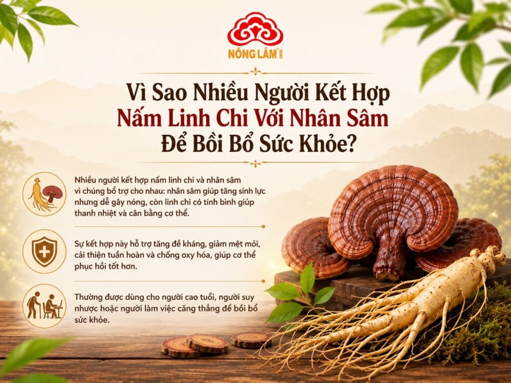 Nấm Linh Chi Kết Hợp Với Nhân Sâm Có Tốt Không? 8 Lợi ích khi kết hợp nấm linh chi và nhân sâm