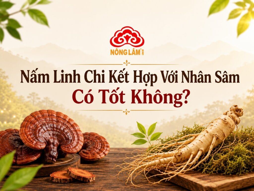 Nấm Linh Chi Kết Hợp Với Nhân Sâm Có Tốt Không? 6 Nấm linh chi kết hợp nhân sâm có tốt không?